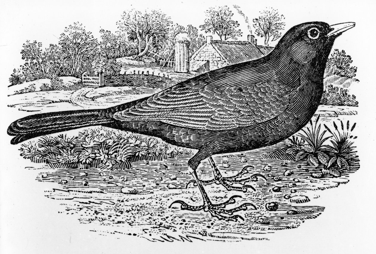The Blackbird, ilustrace z „A History of British Birds“ od Thomase Bewicka, poprvé publikována v roce 1797 od Thomas Bewick