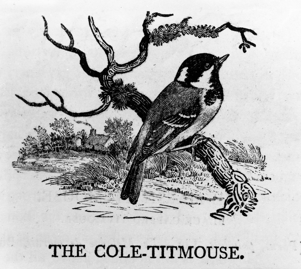 The Cole-Titmouse, ilustrace z „The History of British Birds“ od Thomase Bewicka, poprvé publikována v roce 1797 od Thomas Bewick