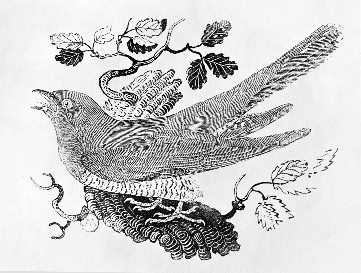 Kukačka obecná (Cuculus canorus) z "History of British Birds" Volume I, pub. 1797 (dřevoryt) od Thomas Bewick