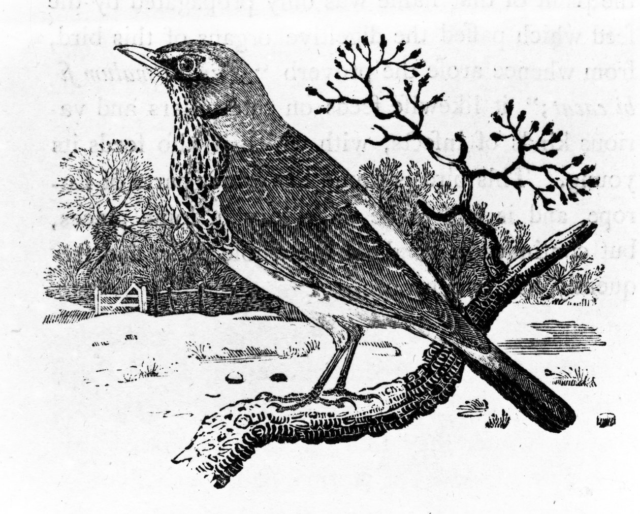 The Fieldfare, ilustrace z „A History of British Birds“ od Thomase Bewicka, poprvé publikovaná v roce 1797 (dřevořez) od Thomas Bewick