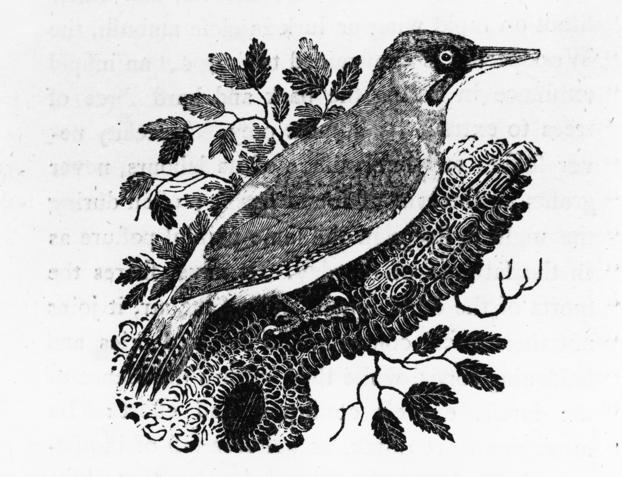 The Green Woodpecker, ilustrace z „A History of British Birds“ od Thomase Bewicka, poprvé publikována v roce 1797 od Thomas Bewick