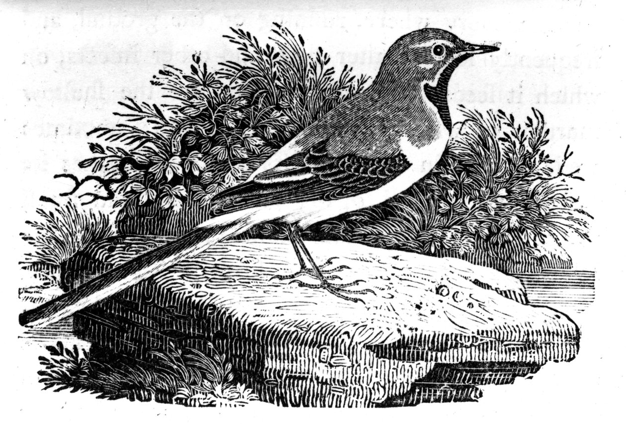 Konipas šedý, ilustrace z 