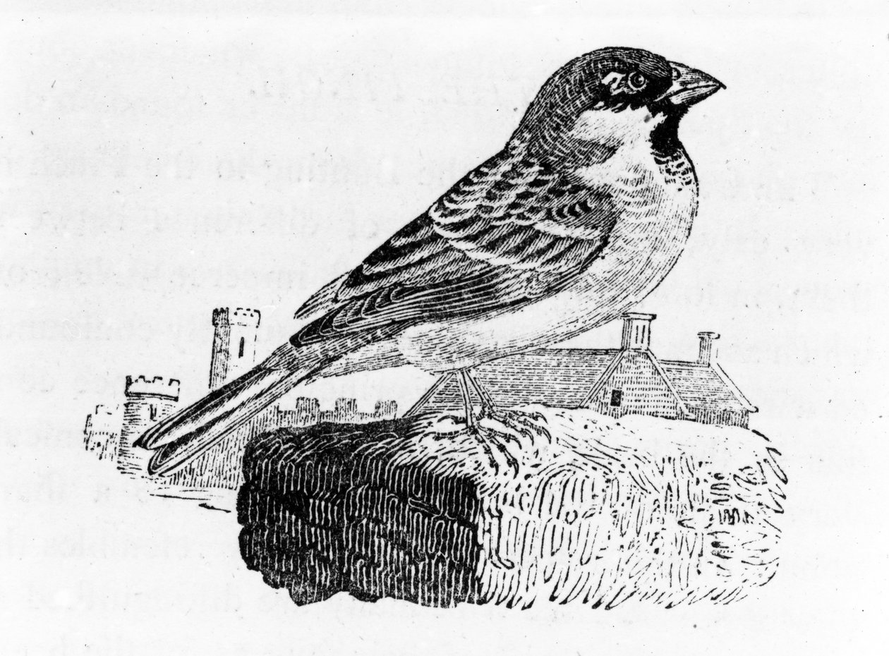 Vrabec domácí, ilustrace z 