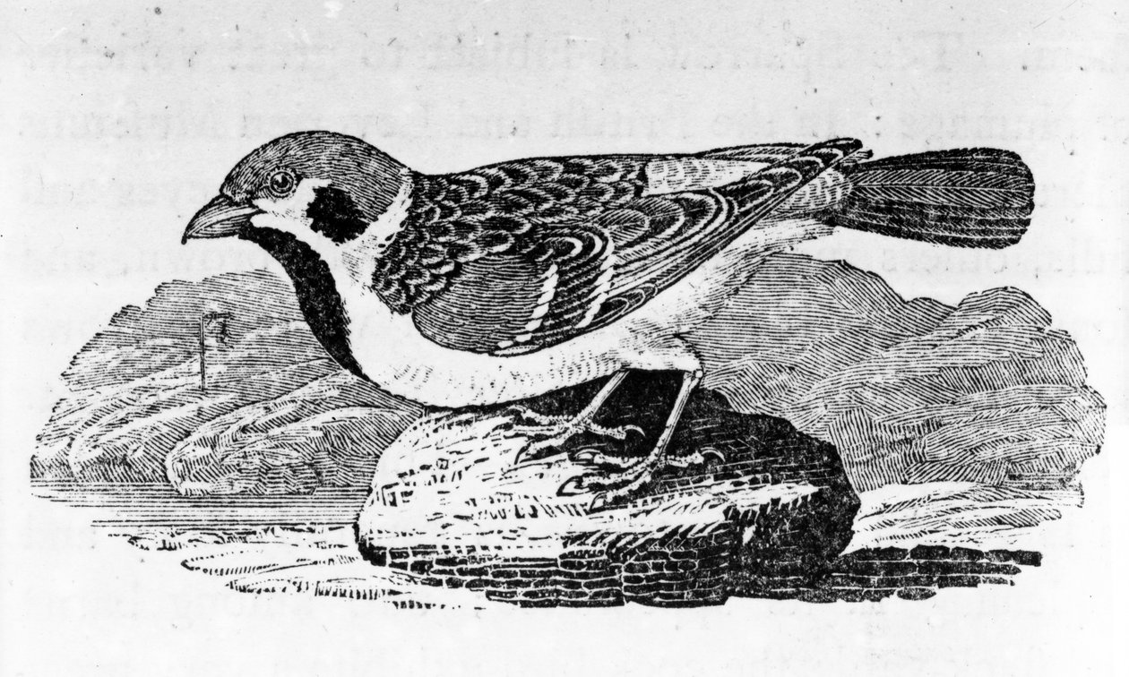 The Mountain Sparrow, ilustrace z 