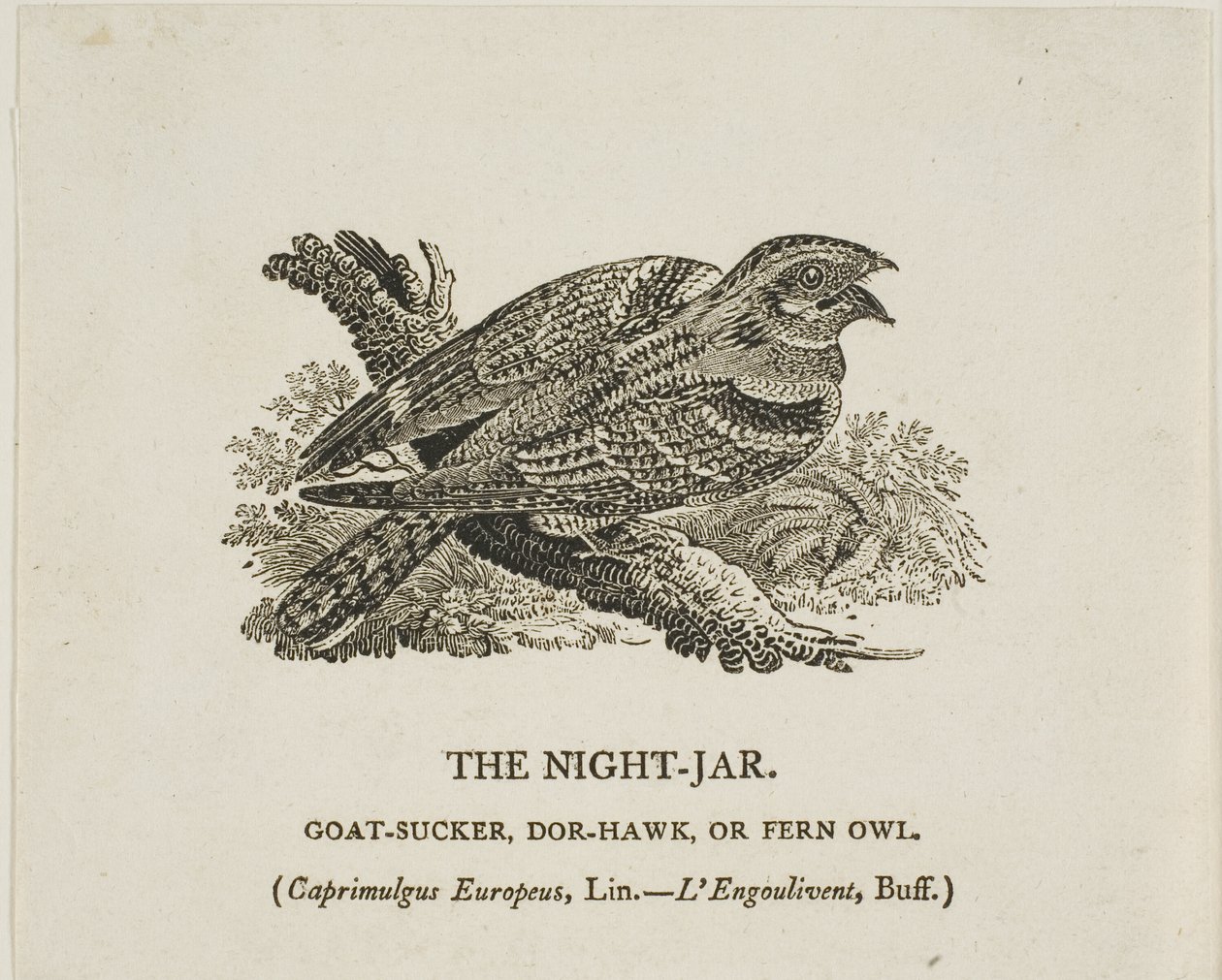 Noční nádoba od Thomas Bewick