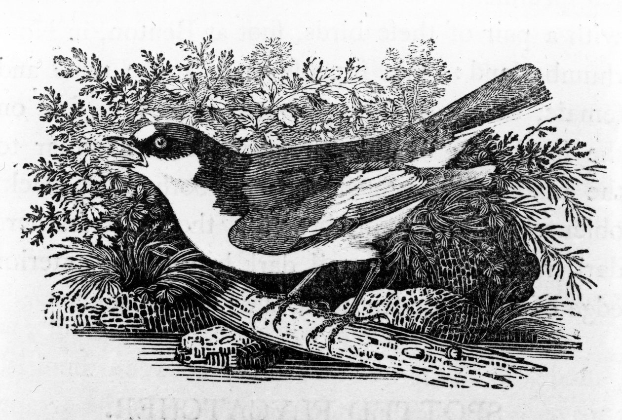 Mucholapka pestrá, ilustrace z knihy "A History of British Birds" od Thomase Bewicka, poprvé vydané v roce 1797. od Thomas Bewick