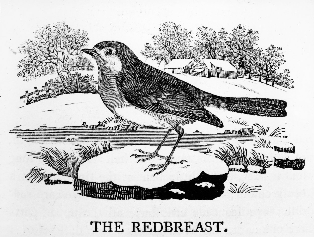 Červenka obecná, ilustrace z knihy Thomase Bewicka "The History of British Birds", poprvé vydané v roce 1797. od Thomas Bewick