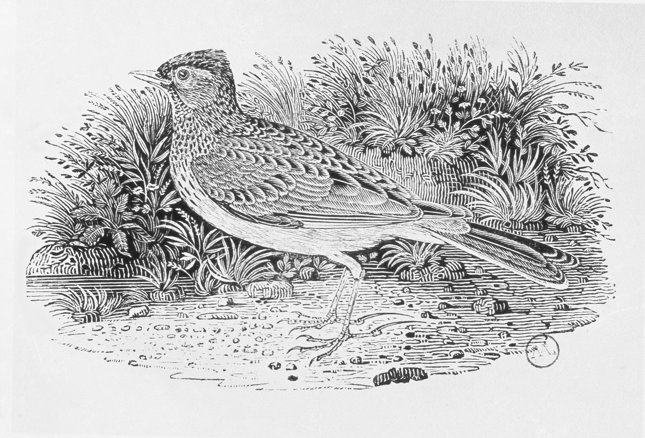 Mrakoplaš rolní (Alauda arvensis) z 