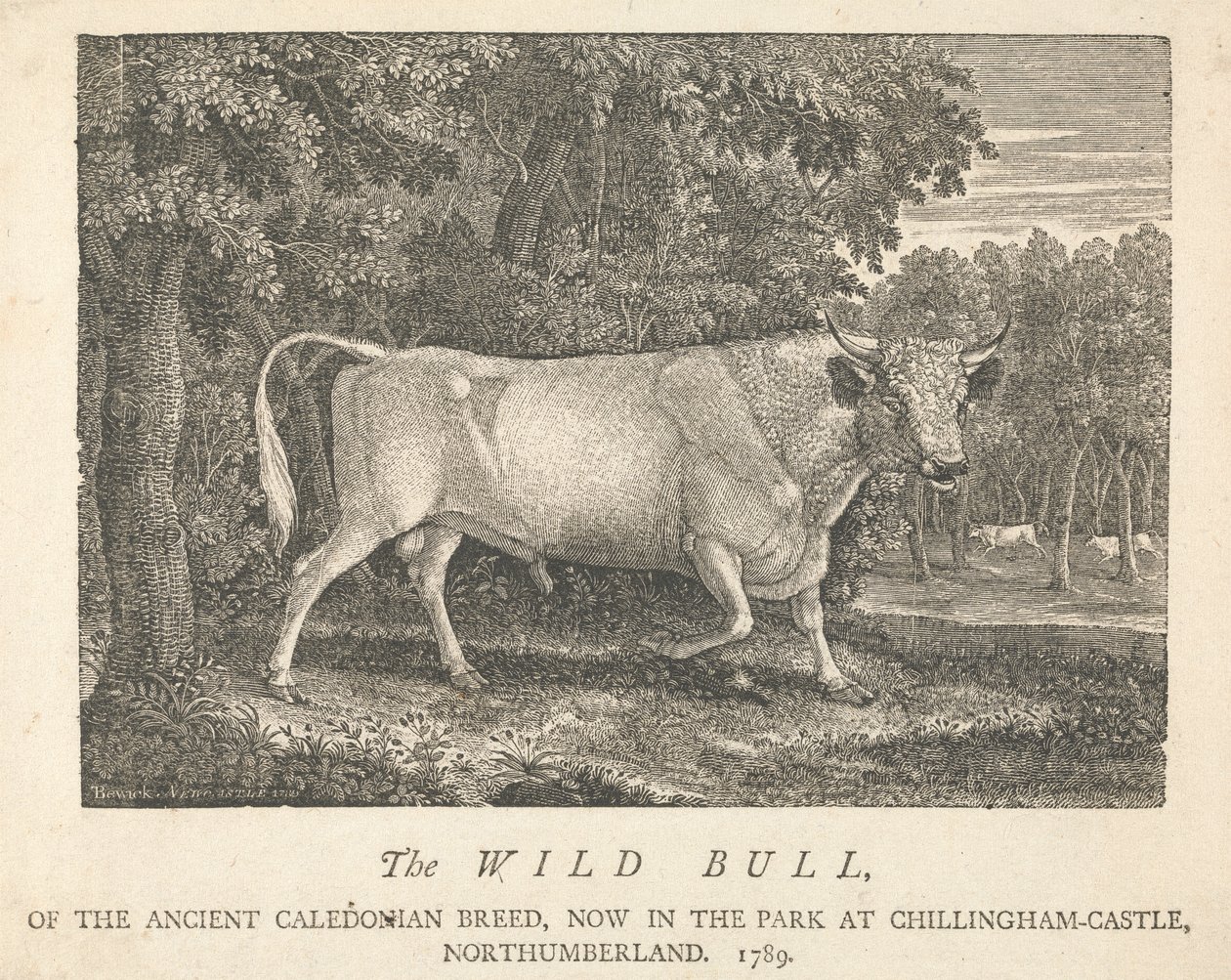 Divoký býk, ze starověkého kaledonského plemene, nyní v parku, v Chillingham-Castle, Northumberland. od Thomas Bewick