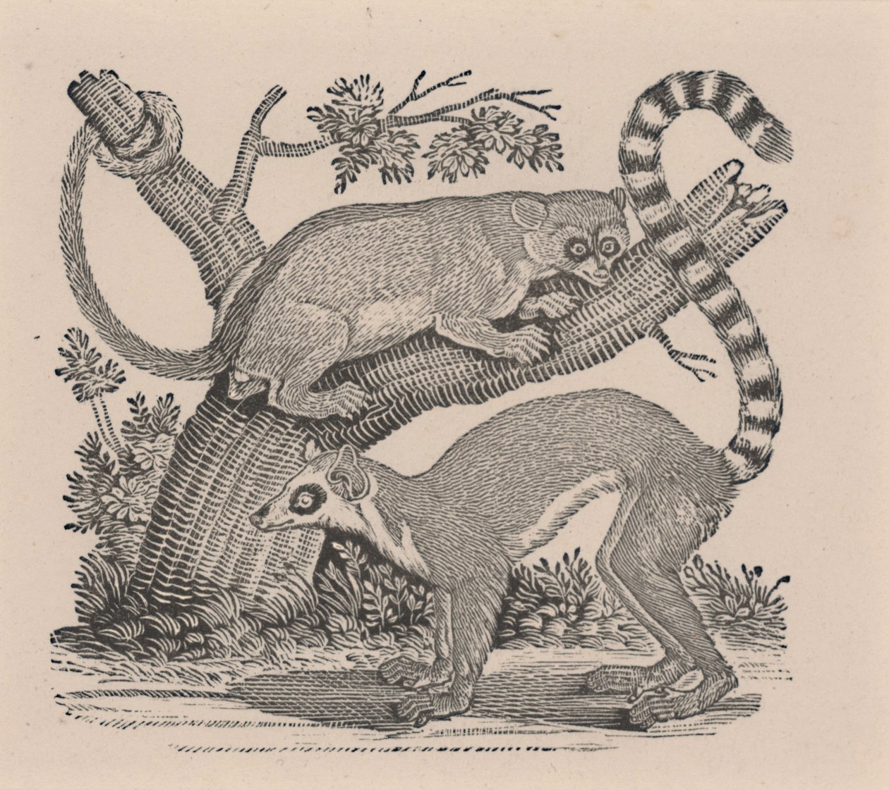 Dva lemuři z „Obecné historie čtyřnožců“ od Thomas Bewick