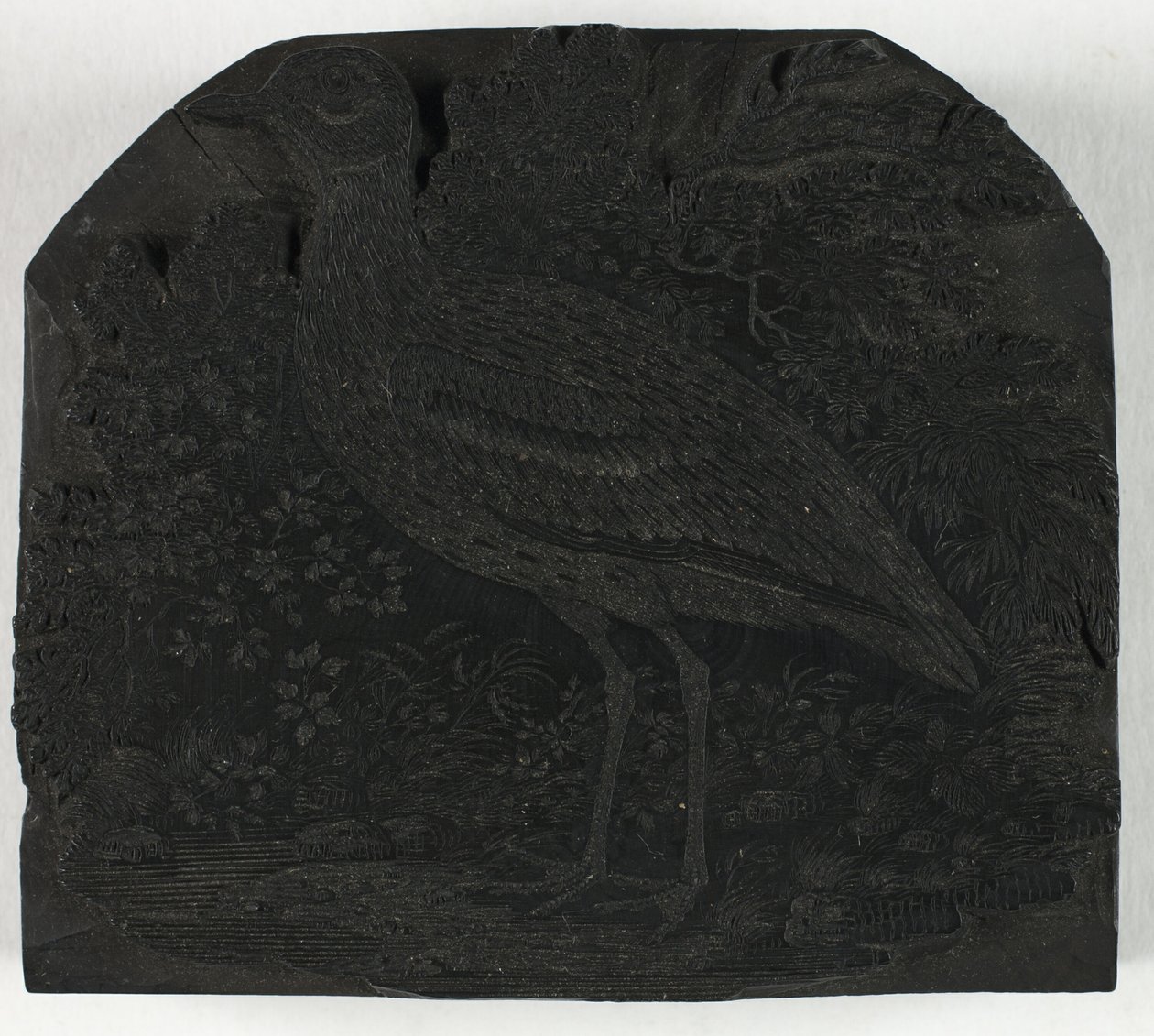 Woodblock pro The Great Kulík, z Historie britských ptáků od Thomas Bewick
