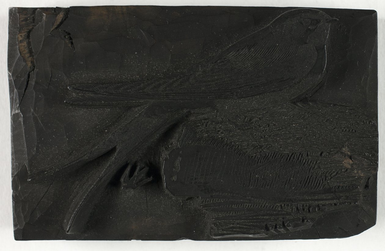 Woodblock pro The Swallow, z Historie britských ptáků od Thomas Bewick
