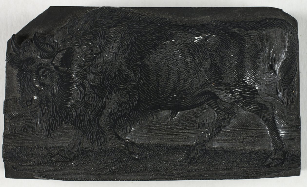 Woodblock pro Urus nebo Divokého býka, z Obecné historie čtyřnožců od Thomas Bewick