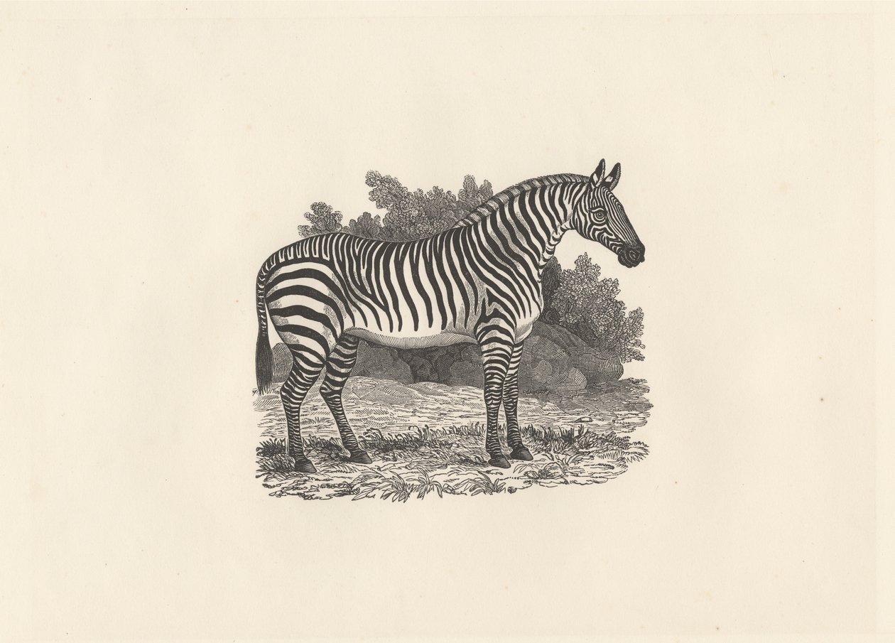 Zebra od Thomas Bewick