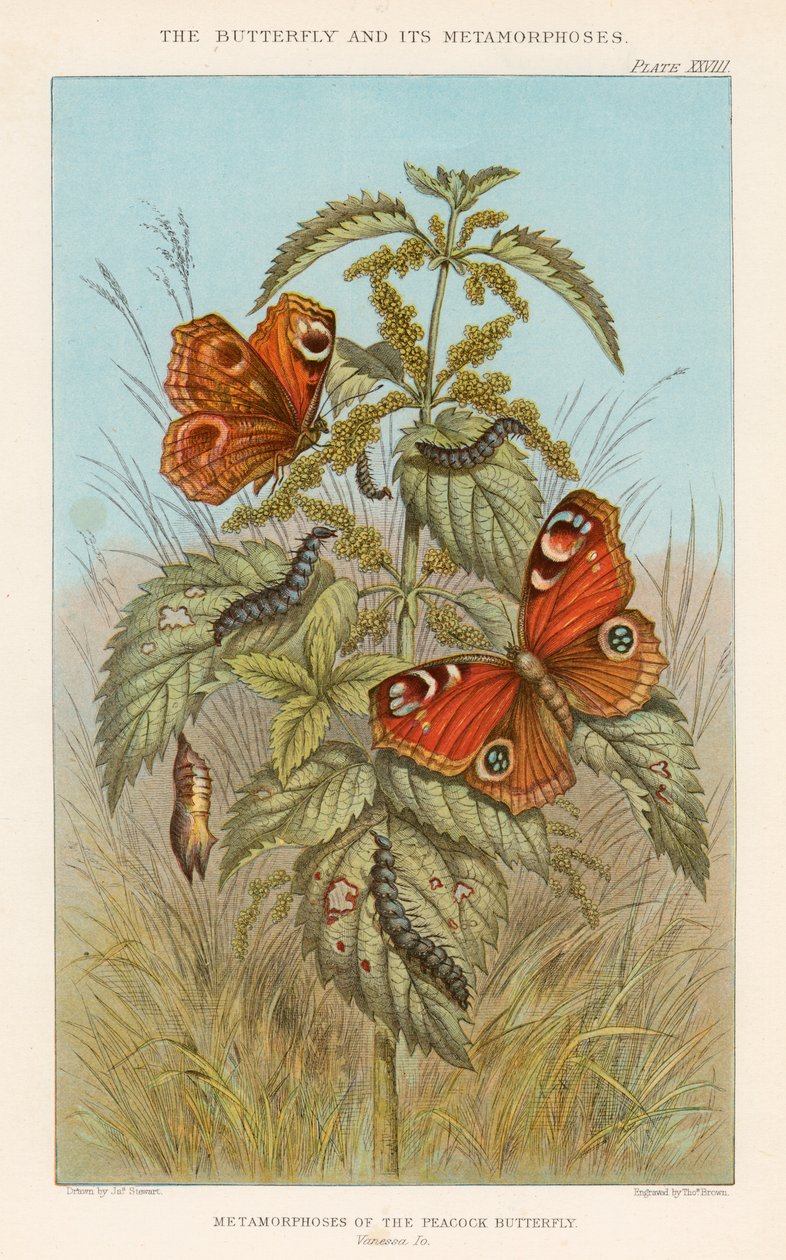 Metamorfózy motýla pavího, 1888 od Thomas Brown