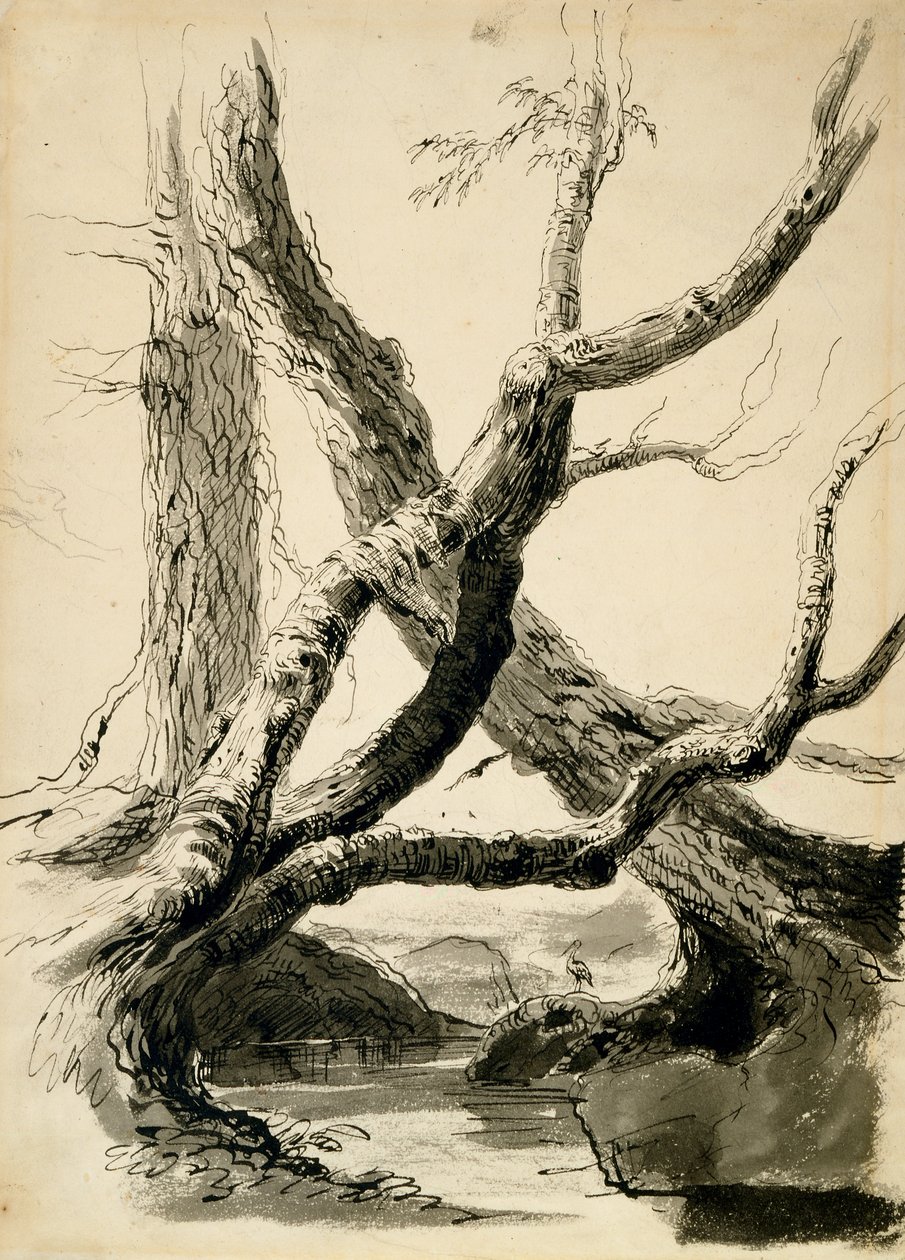 Sketch of Tree Trunks, c.1825-40 (černý inkoust, pero, mytí a tužka na bílém papíře) od Thomas Cole