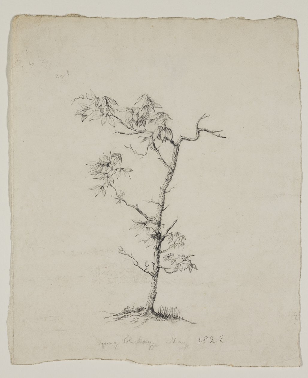 Mladý Hickory od Thomas Cole