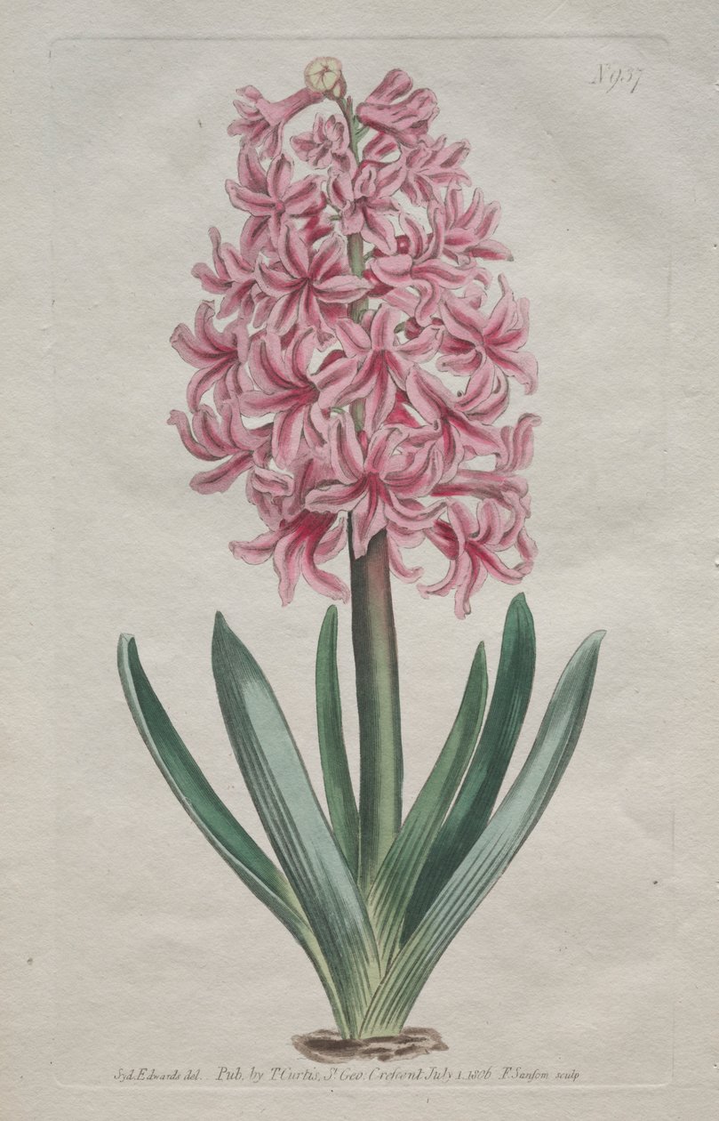 Botanický časopis nebo Květná zahrada Zobrazeno: Zahradní hyacint od Thomas Curtis