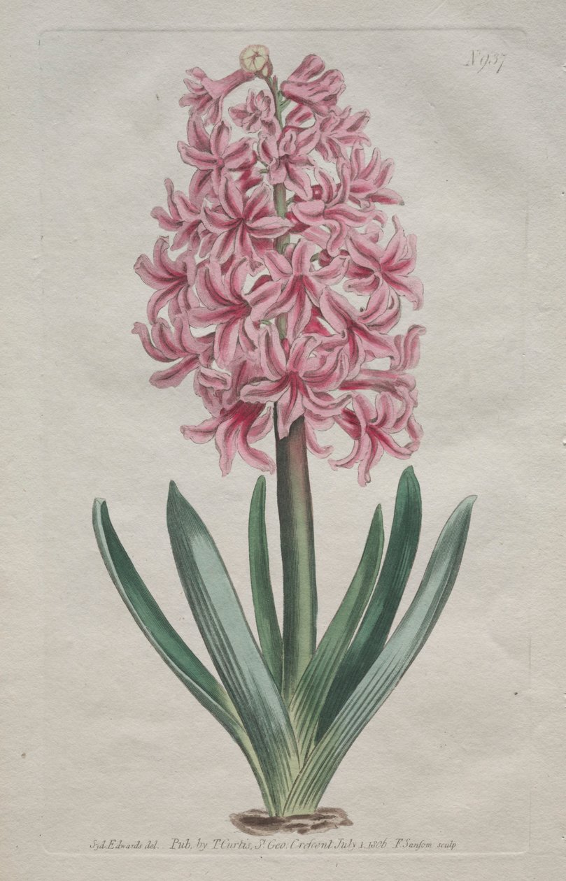 Botanický časopis nebo květinová zahrada zobrazena: Zahradní hyacint, 1806. od Thomas Curtis