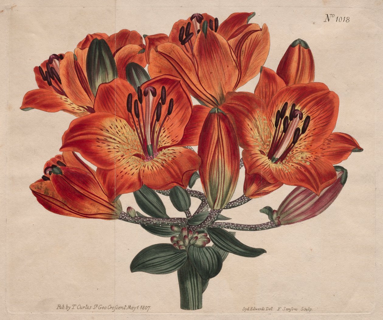 Botanický časopis nebo květinová zahrada Zobrazeno: Umber-kvetoucí cibulka-pomeranč-lilie od Thomas Curtis