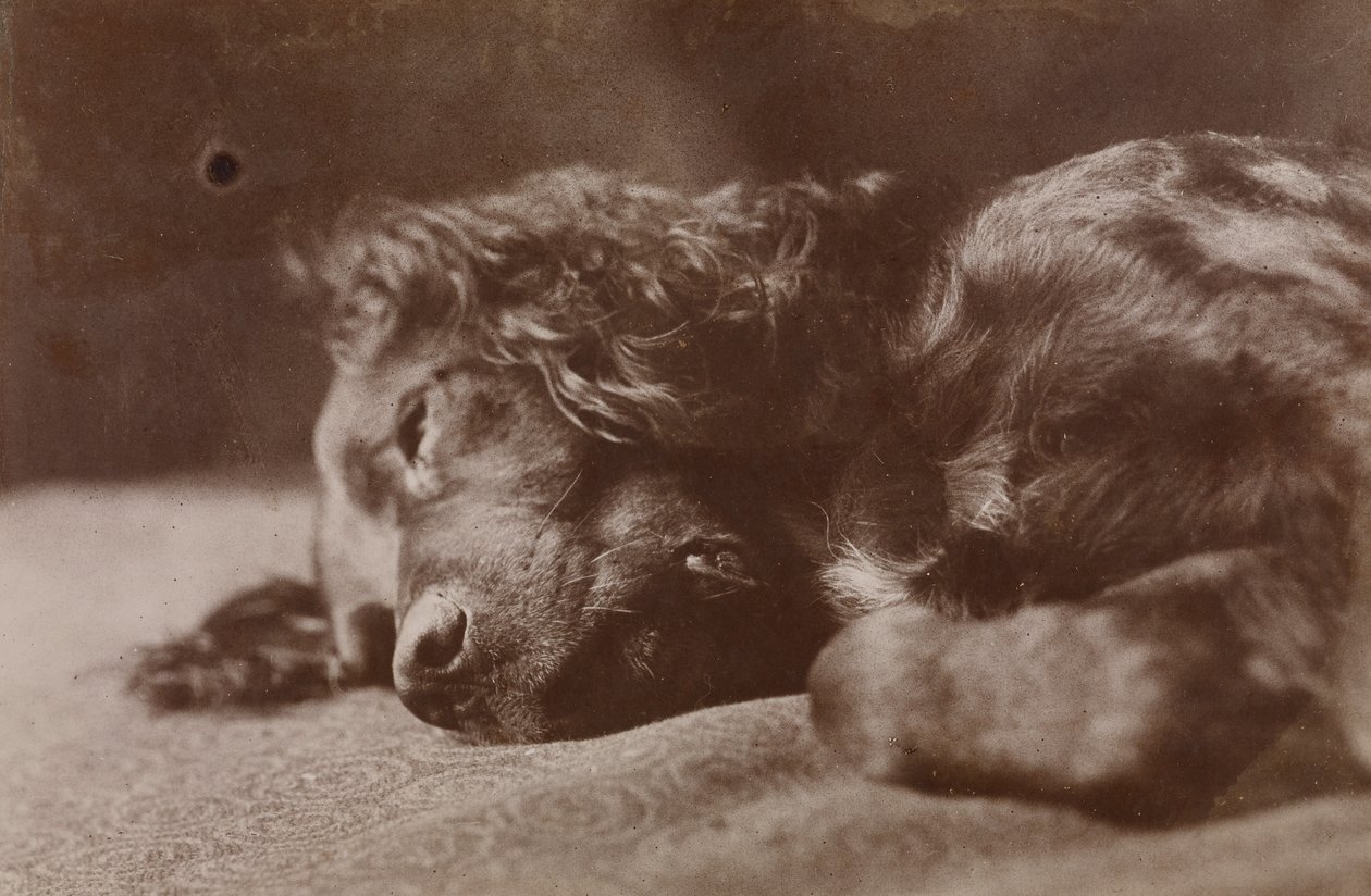 Boyce, portrét psa plemene setr od Thomas Eakins