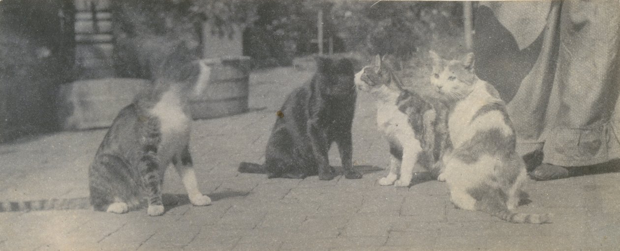 Čtyři kočky, ca. 1895. od Thomas Eakins