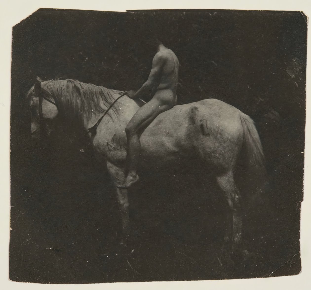 Samuel Murray kůň Astride Eakinsové Billy, c. 1892. od Thomas Eakins