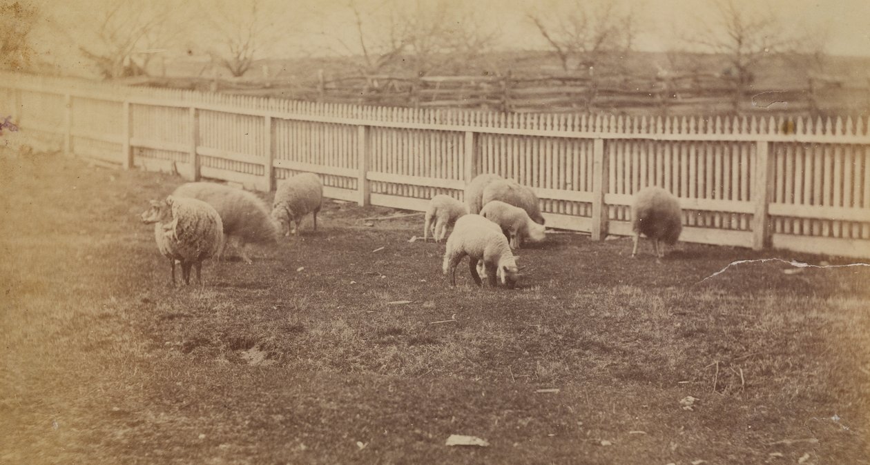 [Ovce na pastvině na farmě v Avondale, PA] od Thomas Eakins
