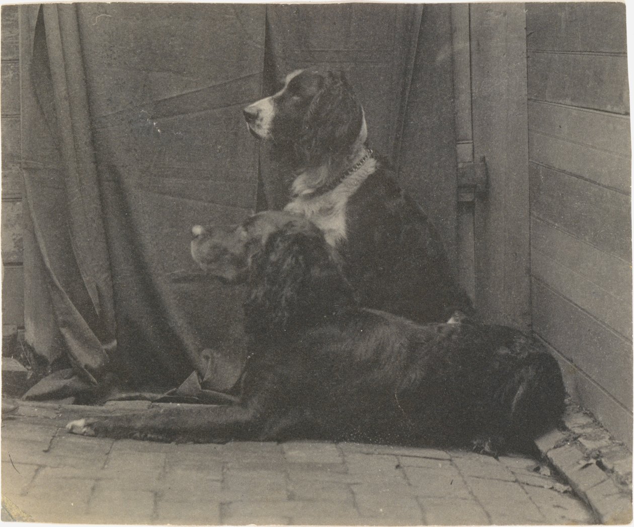 [Pes Thomase Eakinse Harry a další setr], 80. léta 19. století, 80. léta 19. století. od Thomas Eakins
