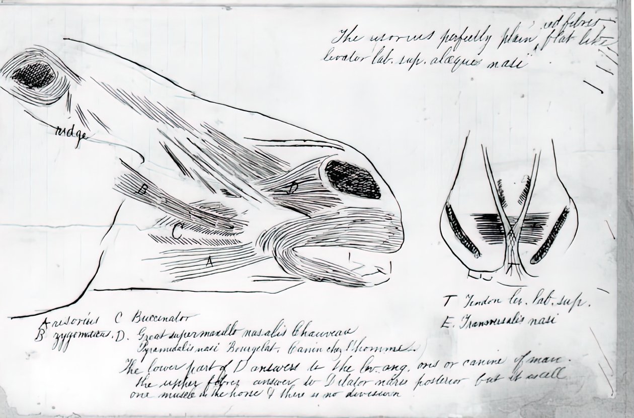 Anatomická studie koňské hlavy bez názvu, 1878. od Thomas Eakins