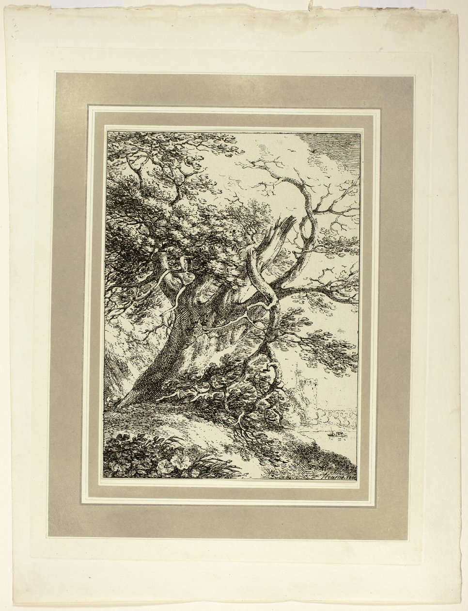 Starý strom, z prvního čísla Vzorků polyautografie od Thomas Hearne