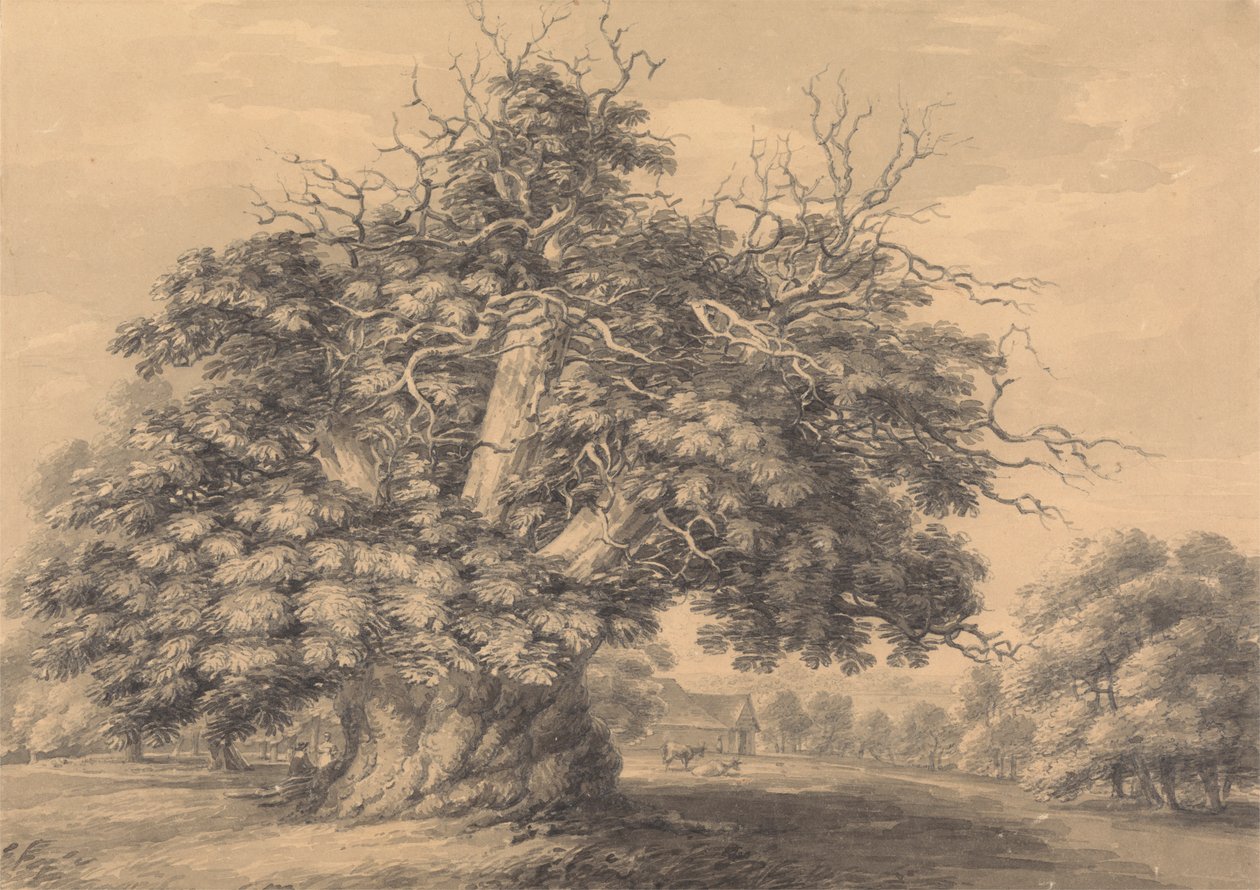 Chestnut Tree v Little Wymondley, Hertfordshire od Thomas Hearne