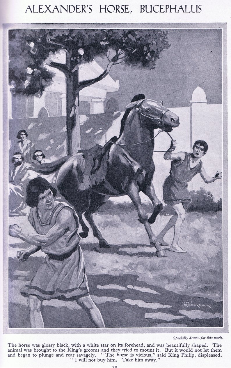 Alexandrův kůň Bucephalus: kůň byl leskle černý s bílou hvězdou na čele, cca 1950 (litografie) od Thomas Heath Robinson