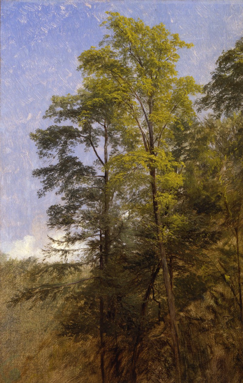 Tree Study, Catskill Clove, N.Y. od Thomas Hiram Hotchkiss