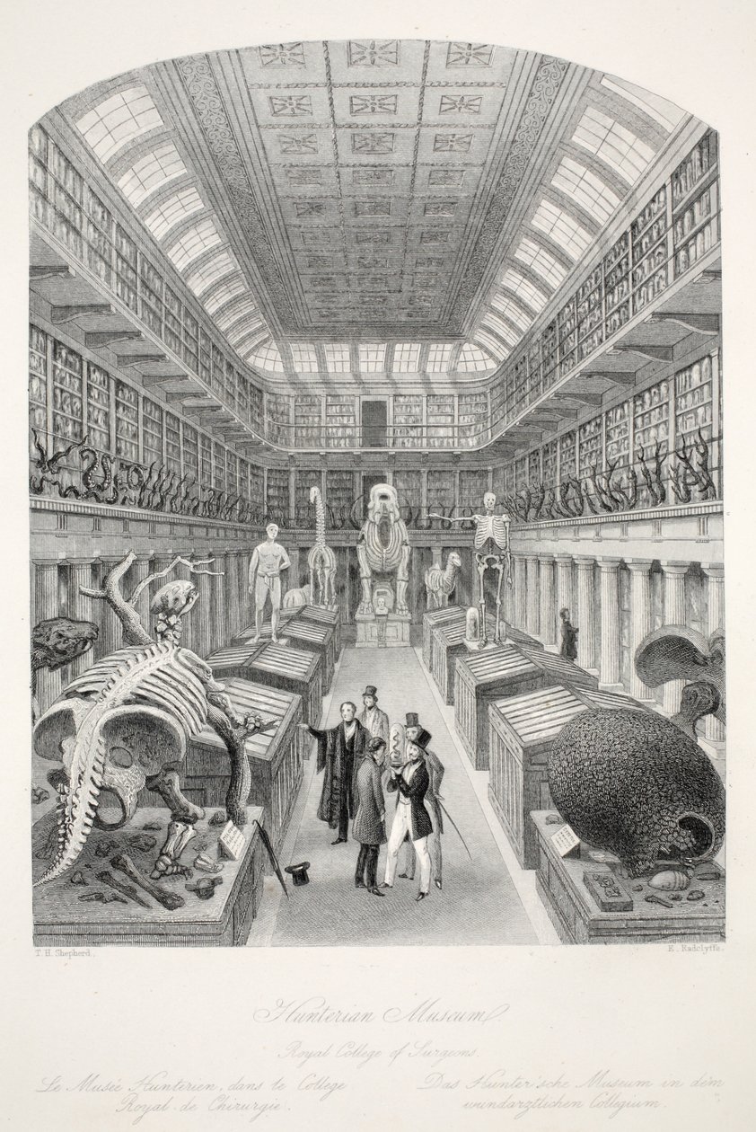 Hunterian Museum, Royal College of Surgeons, z hospody 