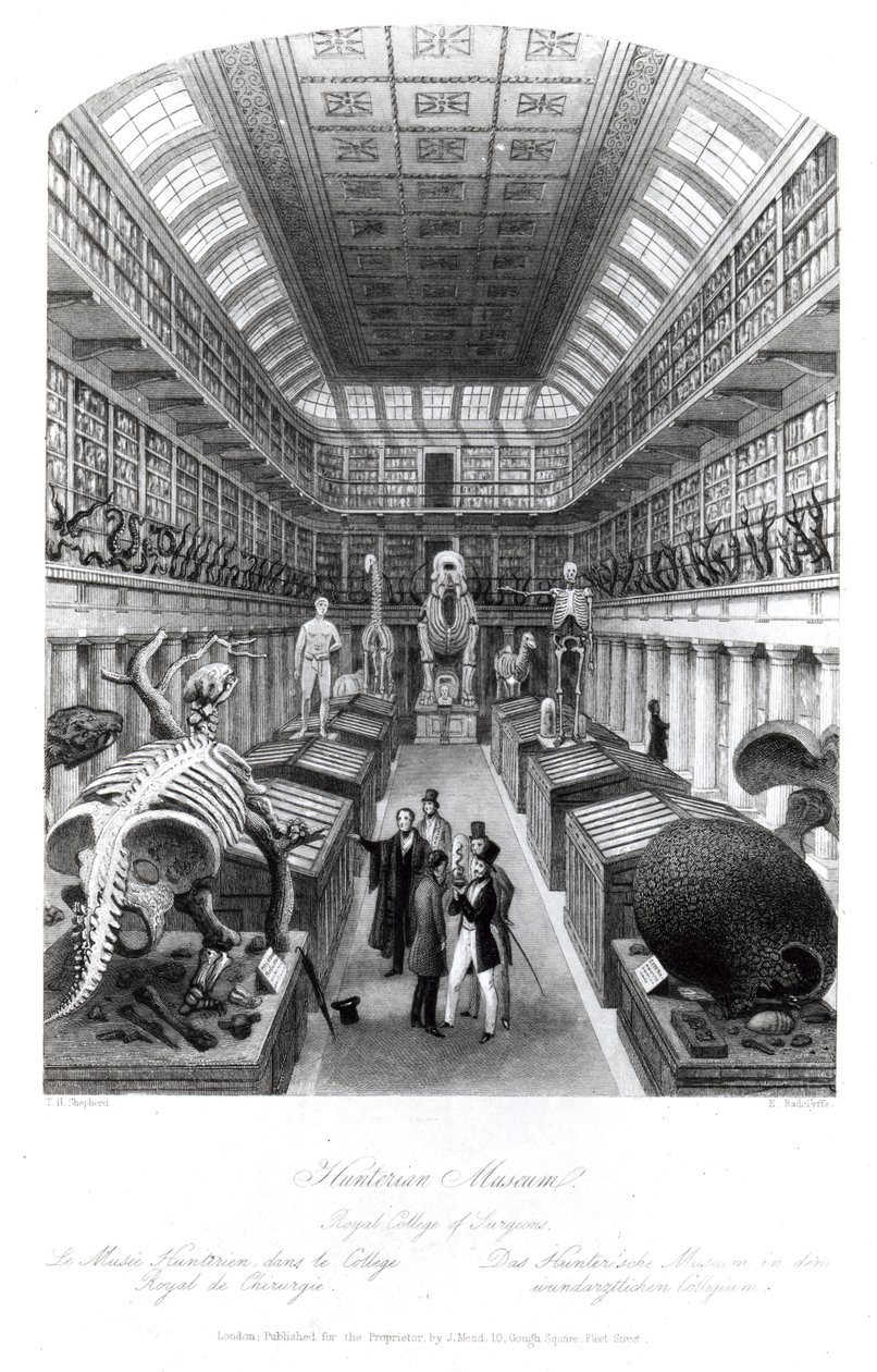The Hunterian Museum, ilustrace k "Londýnským interiérům", rytina Edwarda Radclyffa, asi 40. léta 19. století od Thomas Hosmer Shepherd