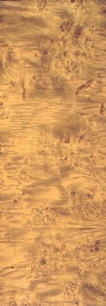 American Cottonwood, cca 1851-62 (zrnění na břidlici) od Thomas Kershaw
