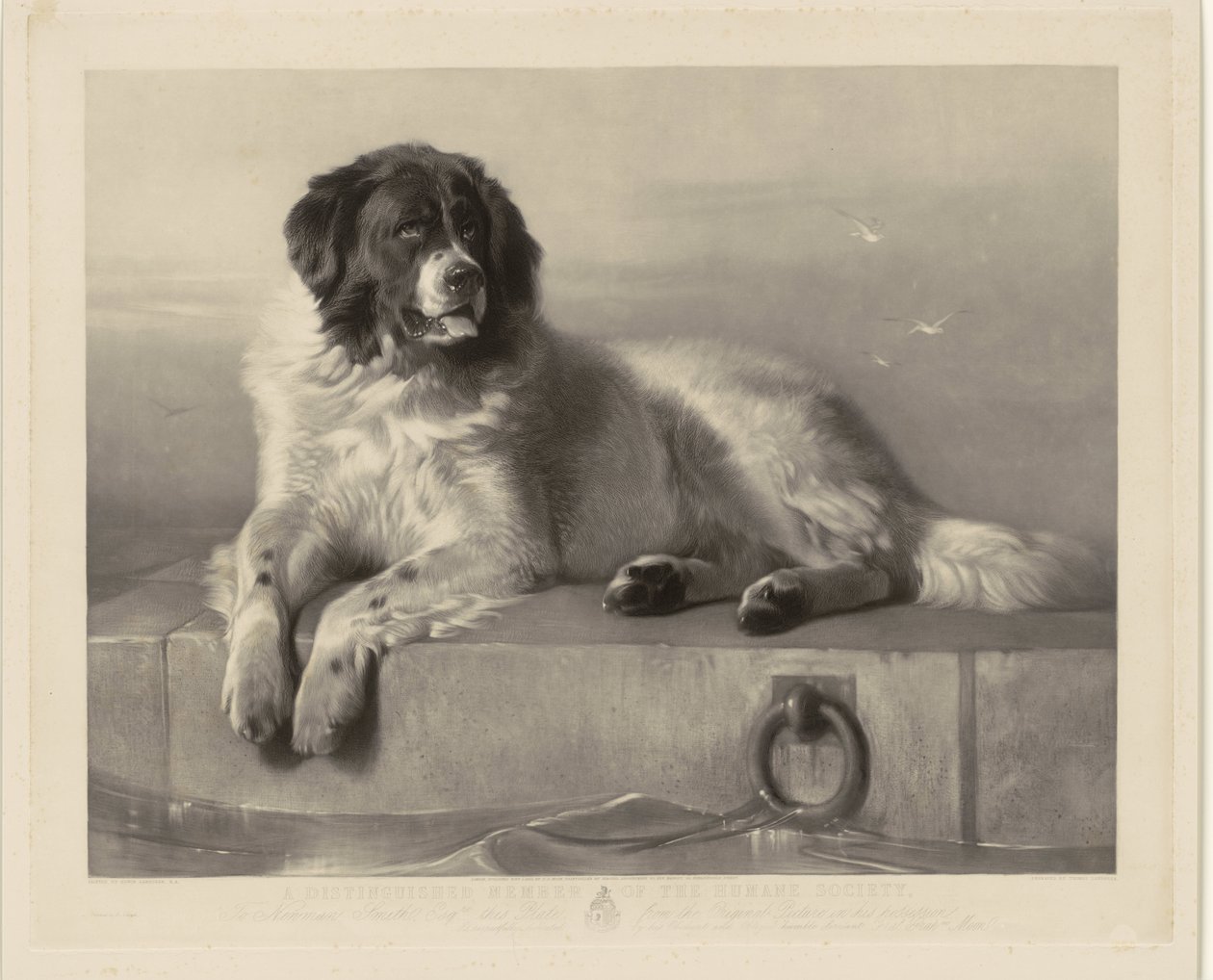 Portrét záchranářského psa Boba, ležícího na molu Významný člen Humane Society (titul na předmětu) od Thomas Landseer