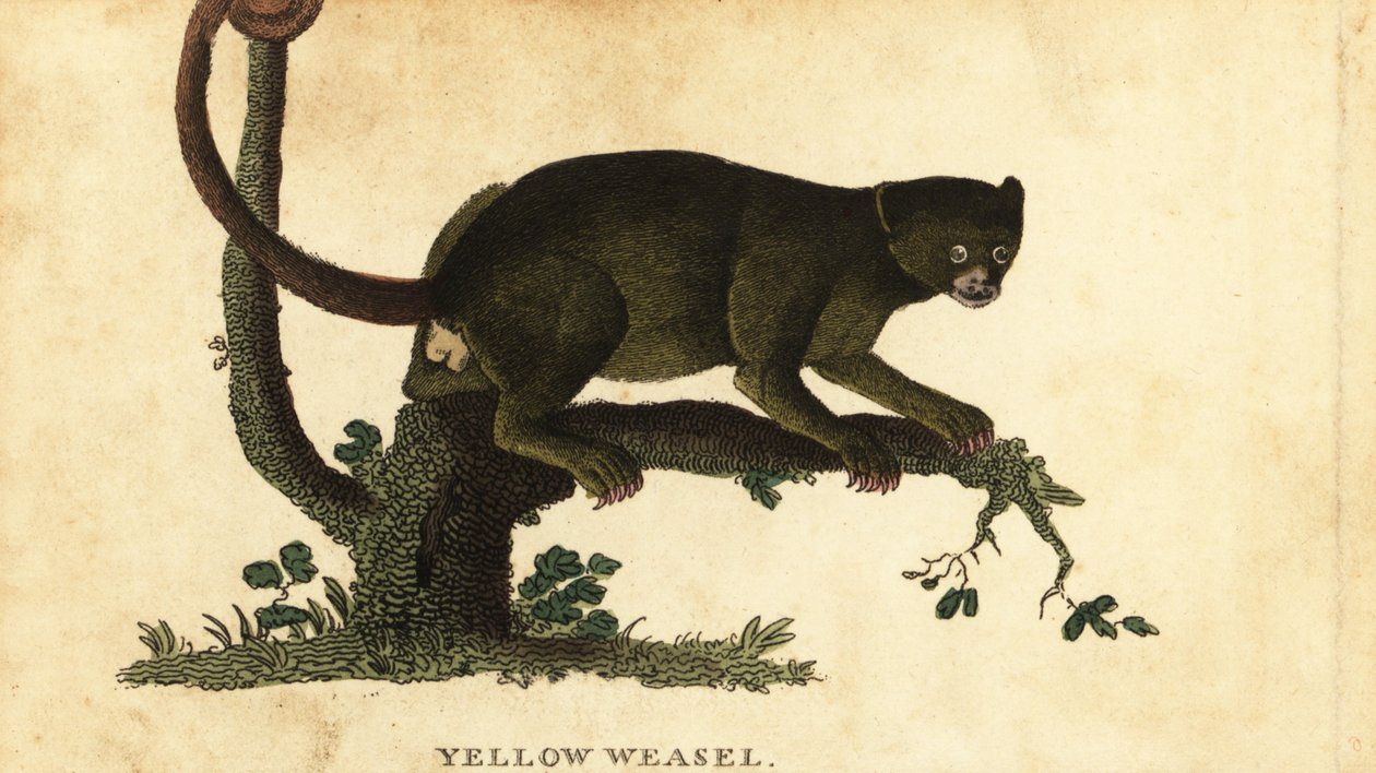 Kinkajou, Potos flavus. ,1800 (rytina) od Thomas Pennant