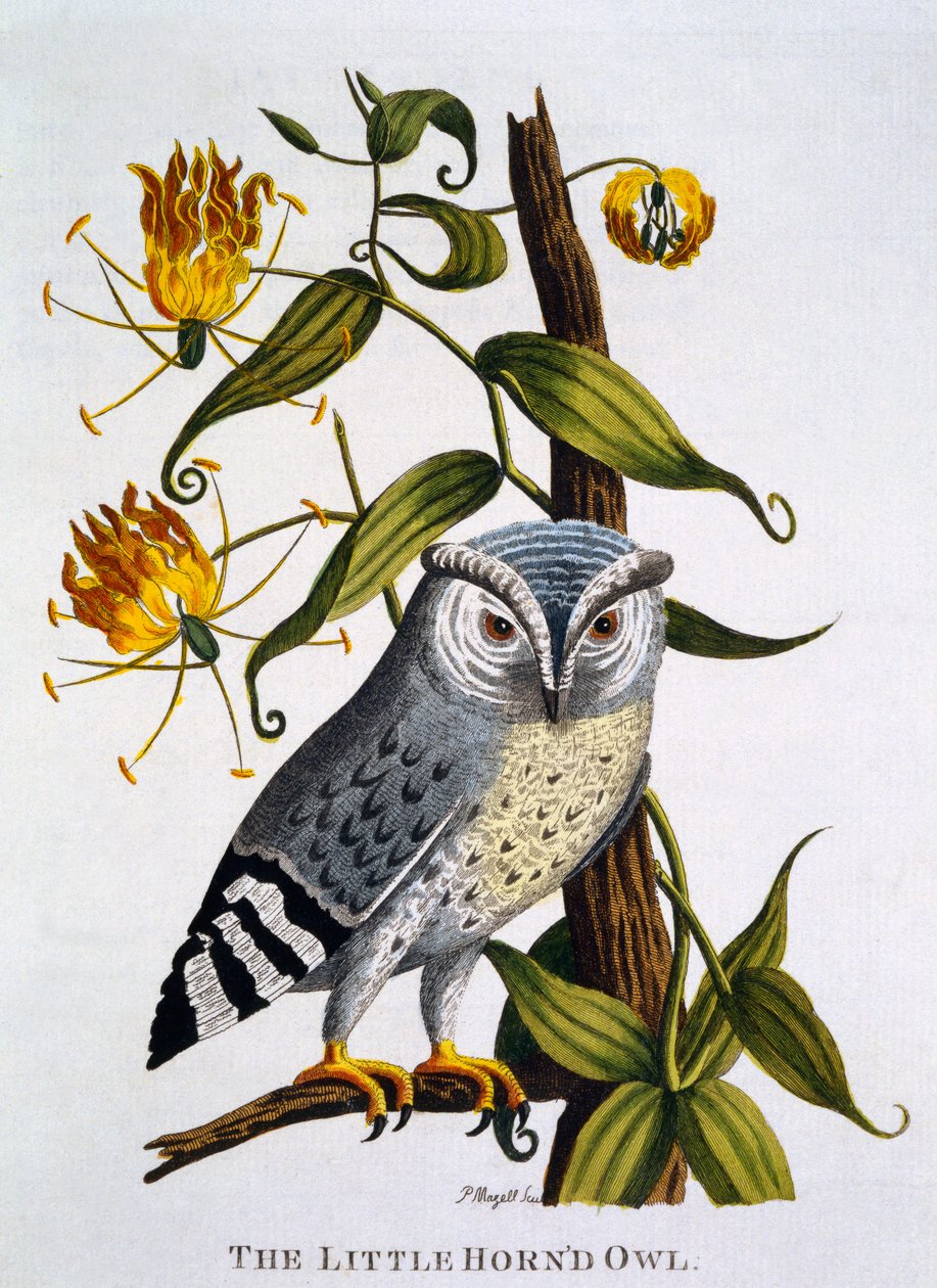 Little Horned Owl, z „Indické zoologie“, vydané v roce 1790 od Thomas Pennant