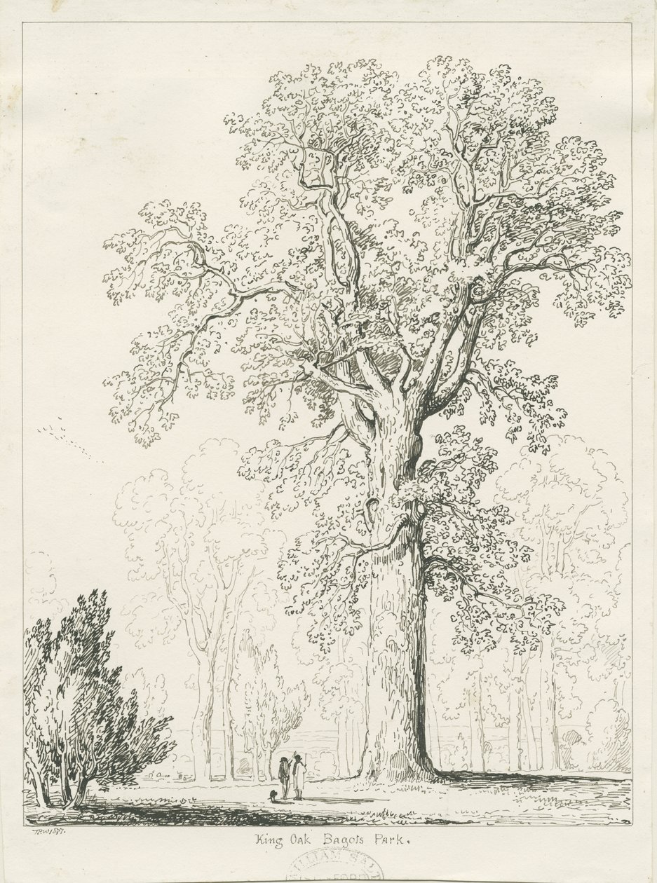 Blithfield - King Oak : kresba perem a tuší od Thomas Peploe Wood