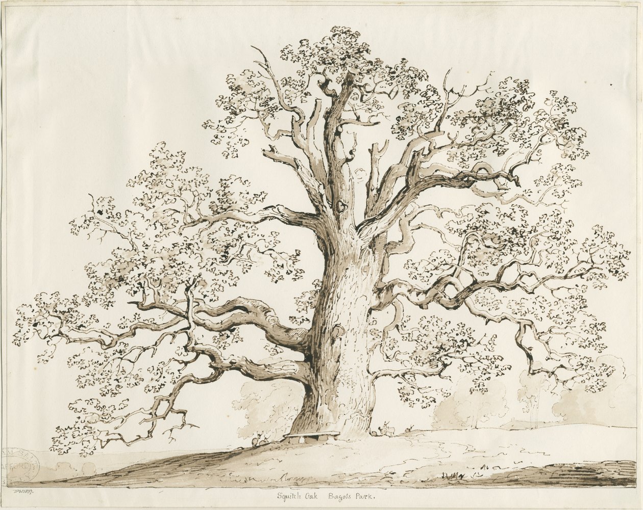 Blithfield - Squitch Oak: pero a mytí, 1837 od Thomas Peploe Wood
