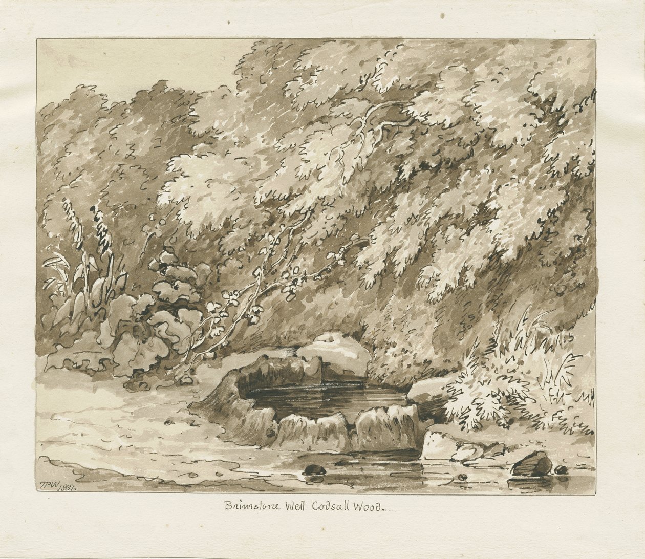 Codsall Wood - Brimstone Well: sépiová kresba od Thomas Peploe Wood
