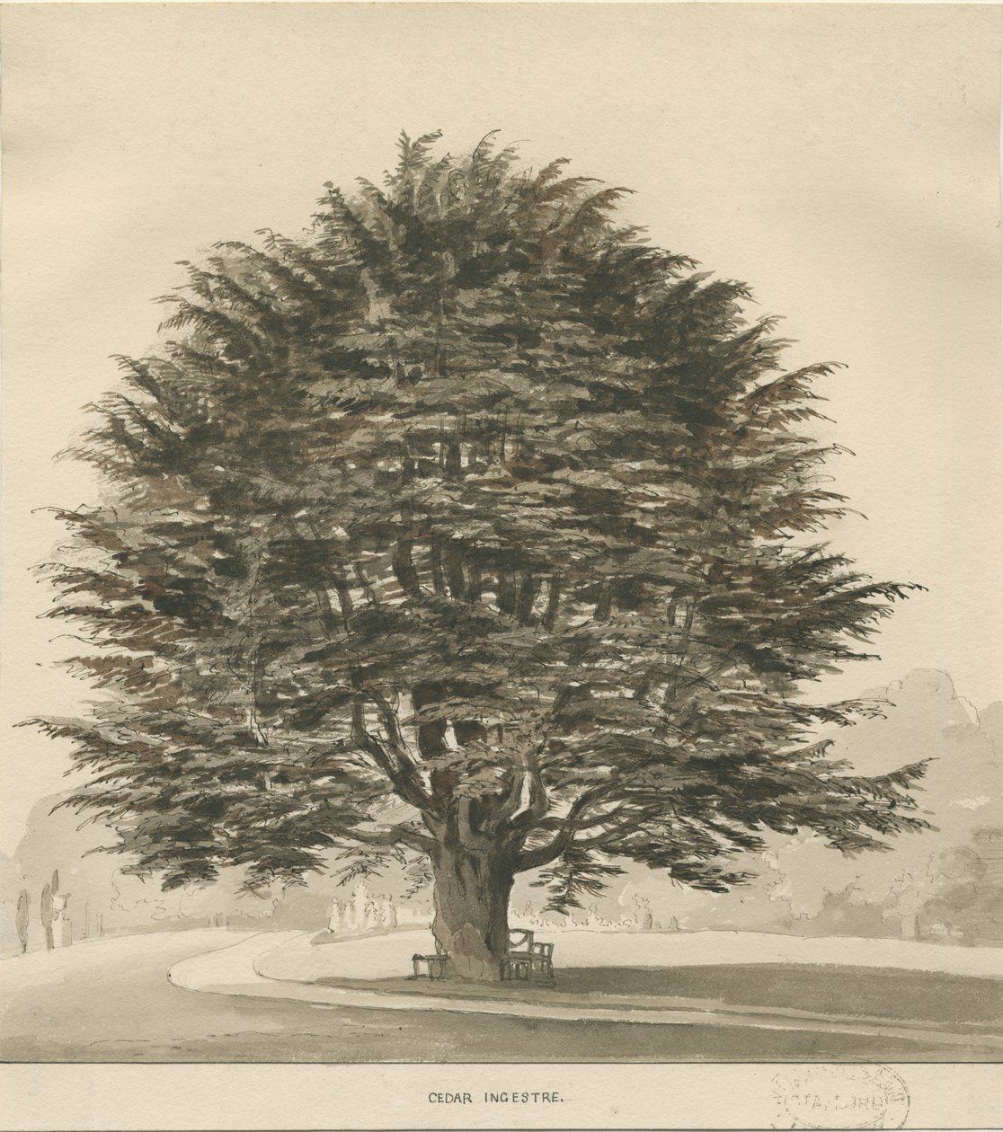 Ingestre - Cedr: kresba sépie, nd [?1838] od Thomas Peploe Wood