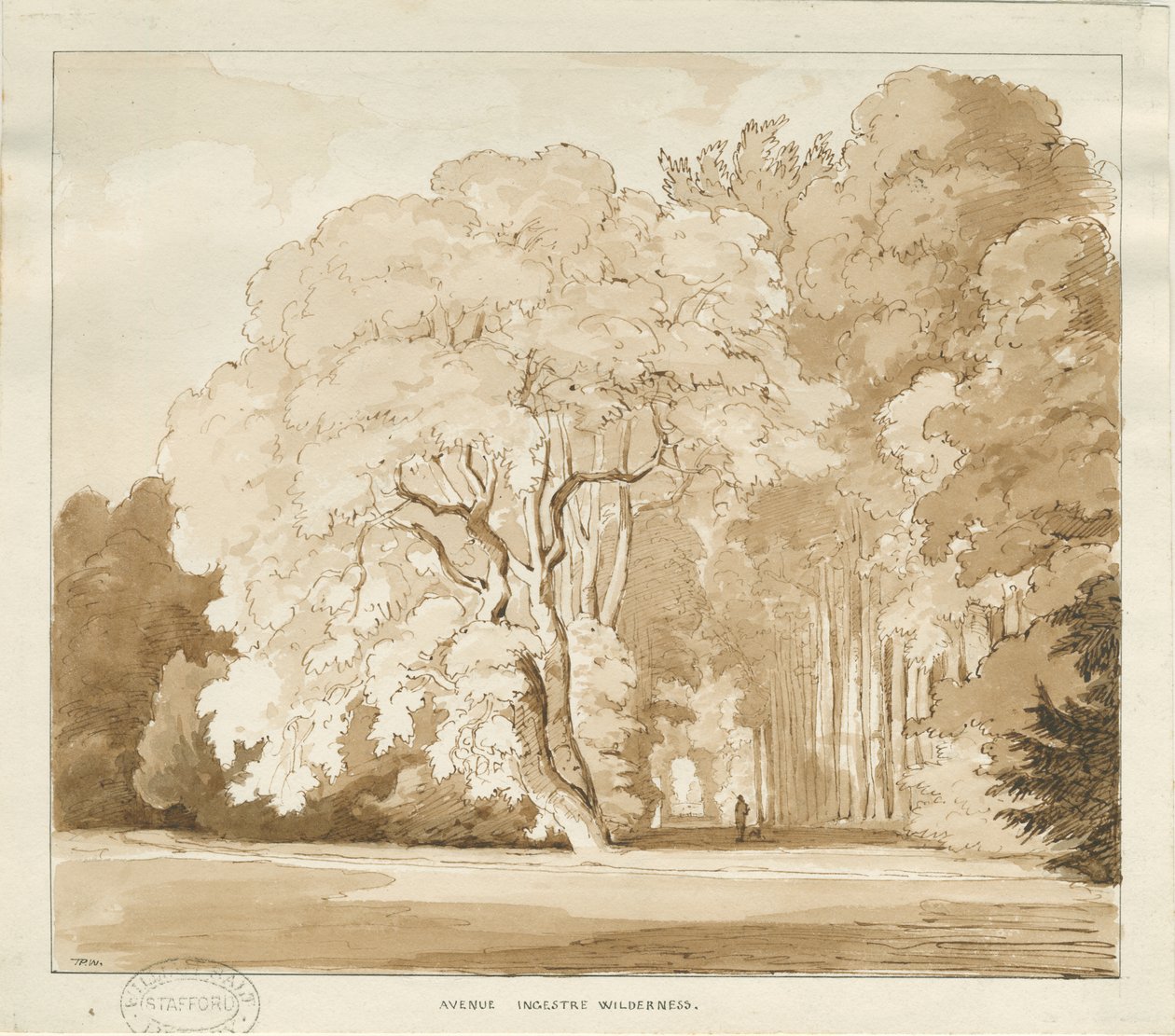 Ingestre - studie stromů: kresba sépie, nd [?1838] (kresba) od Thomas Peploe Wood