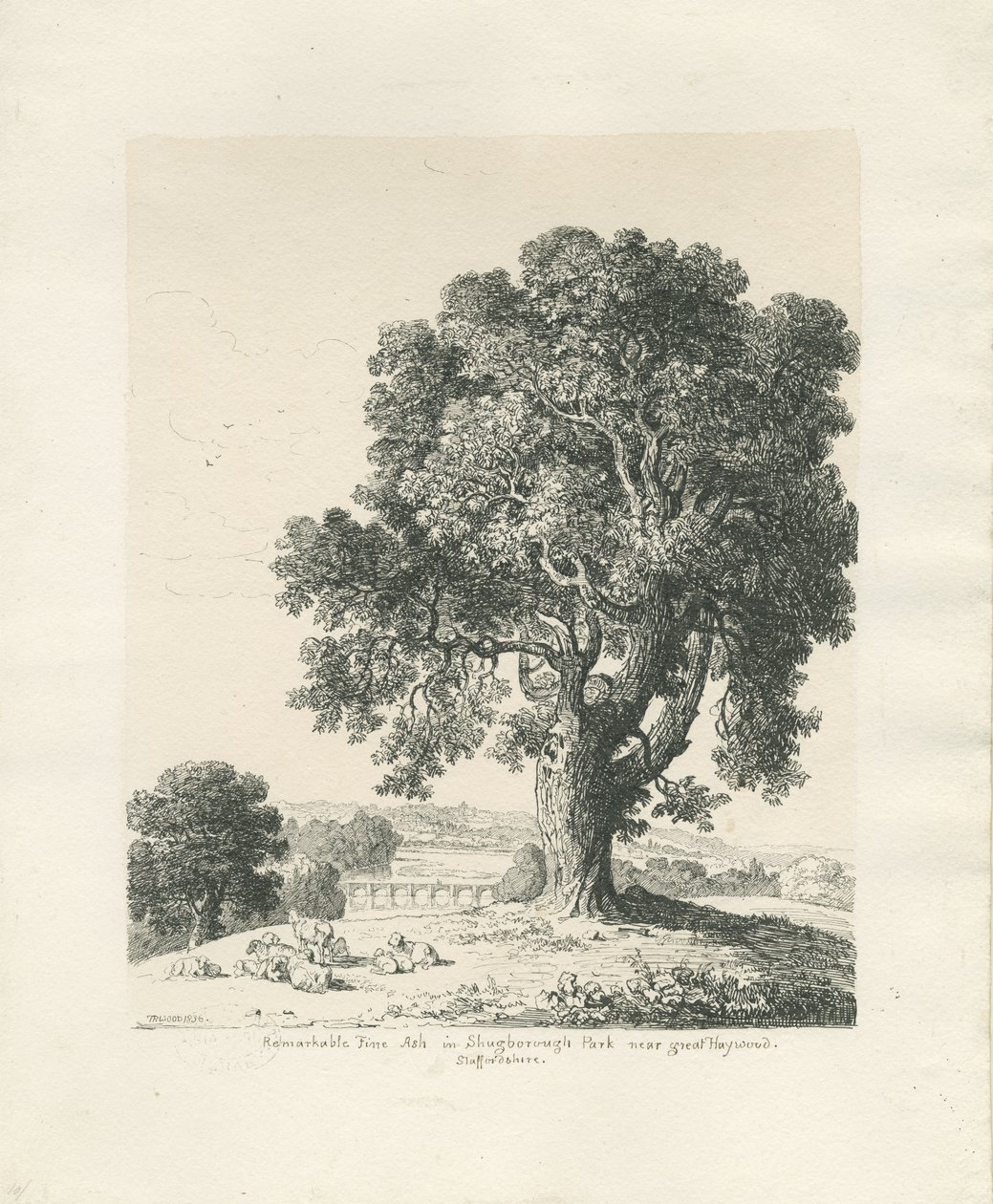 Shugborough Park - Ash Tree: kresba perem a tuší od Thomas Peploe Wood