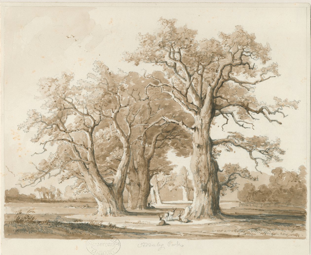 Teddesley Hall - Oak Trees: kresba tužkou a lavírováním, nd [listopad 1842] (kresba) od Thomas Peploe Wood