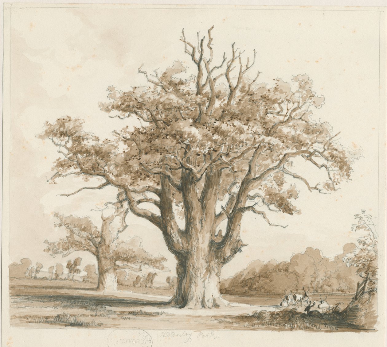 Teddesley Hall - Oak Trees: kresba tužkou a lavírováním, nd [listopad 1842] od Thomas Peploe Wood