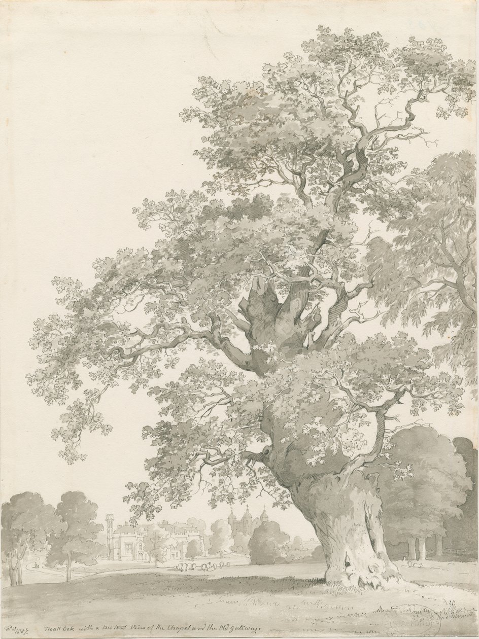 Tixall - Oak Tree: pero a lavírovaná kresba od Thomas Peploe Wood