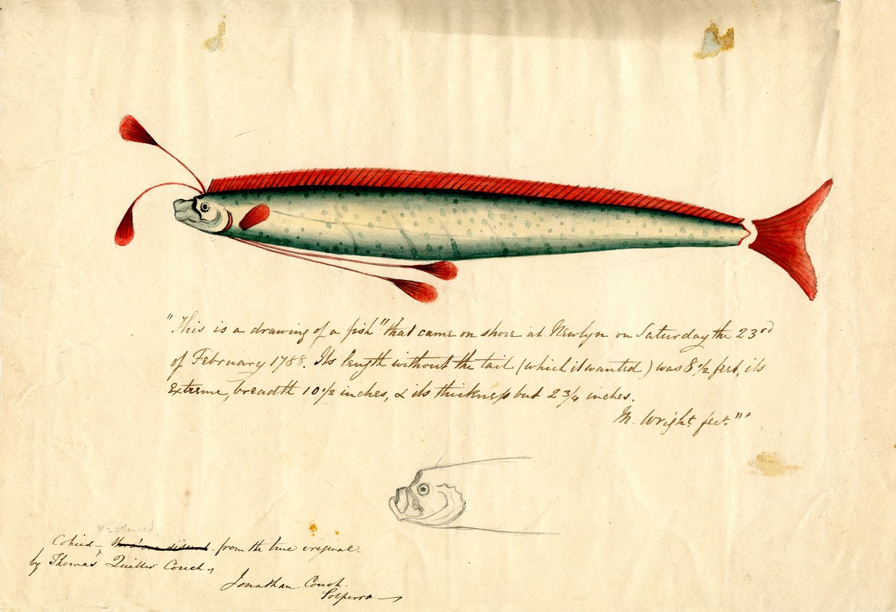 Akvarelová kresba veslonohého rybáka newlynského (Regalecus glesne), asi 1849 (tužka a akvarel na papíře) od Thomas Quiller Couch